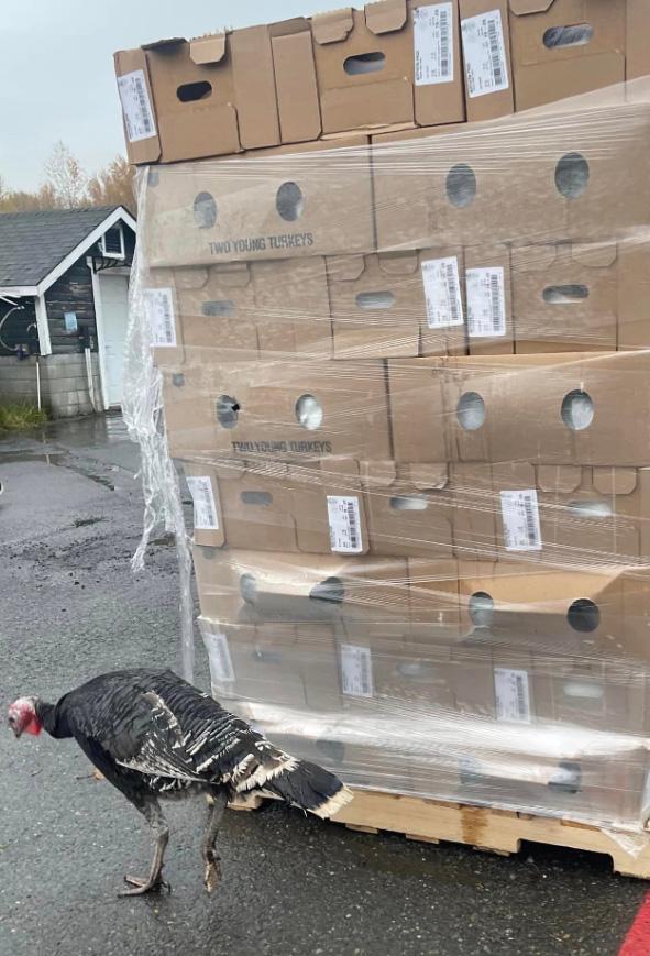 A live turkey stands next to a pallet of cardboard boxes. 